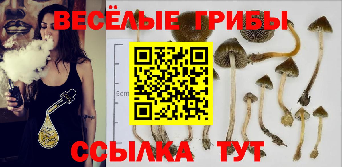 Псилоцибиновые грибы Psilocybe Алексеевка